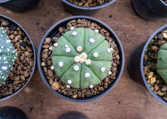 Various Astrophytum Asterias cactus also called the Star Cactus desert plant in pots