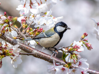 桜とシジュウカラ