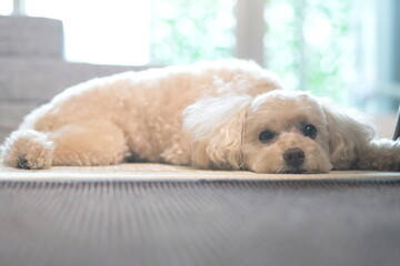 golden, puppy, dog, toy poodle, sleepy, tired, stressed, unhappy, jealous,トイプードル、犬、ドッグ, お気に入りの, 動物, 仔犬, かわいい, カニーノ, 白, ポートレート, 家庭の, 哺乳動物, 愛らしい, 孤立した, 髪の毛, 品種, 小さい, 