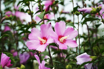garden with hibiscus,