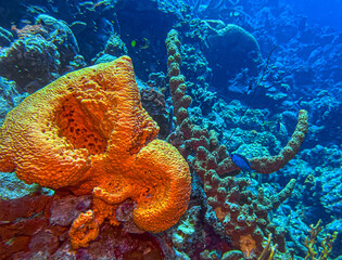 orange elephant ear sponge