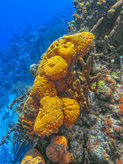 orange elephant ear sponge
