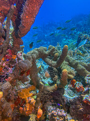 Caribbean coral garden, Underater Bonaire