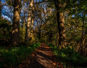 Fototapeta premium Autumn woodland path