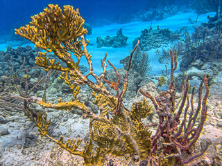 Caribbean coral garden, Underater Bonaire