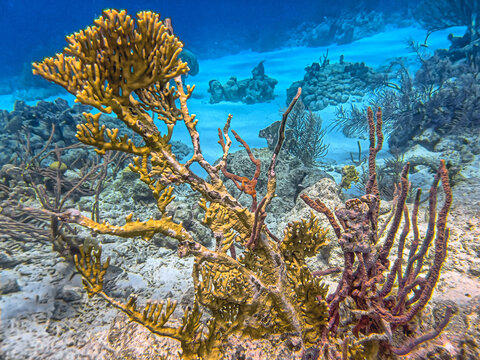Caribbean coral garden, Underater Bonaire