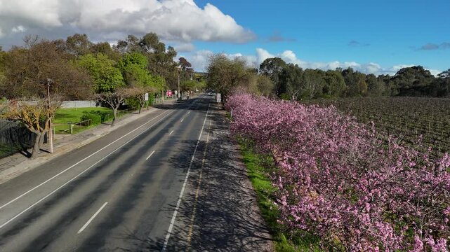 Willunga, Adelaide Hills, South Australia: 4K Aerial Drone Footage of Almond Blossoming Trees Along Road, Scenic Vineyard, Australia Countryside Views