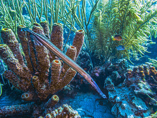 Aulostomus maculatus, the West Atlantic trumpetfish
