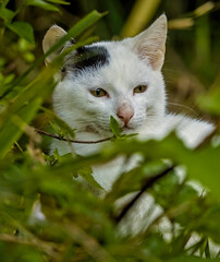 Turkish Van Cat Head Among Green Branch