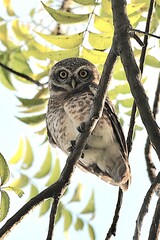  spotted owlet on a tree branch