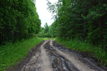 Muddy Forest Road Amidst Lush Green Trees