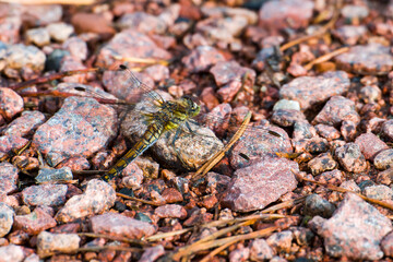 Große Heidelibelle (Sympetrum striolatum) Weibchen	
