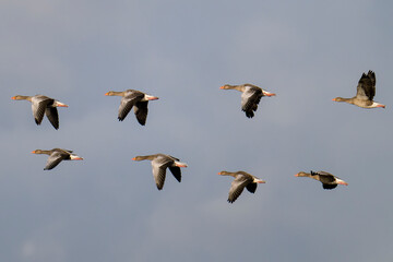 Graugänse im Herbst in Schweden an der Ostsee	