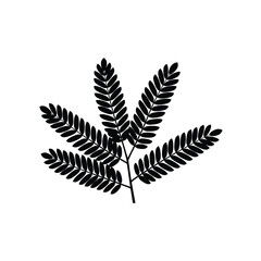 Detailed silhouette of a fern frond with multiple pinnately compound leaves on a white background