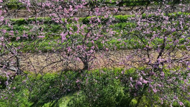 Willunga, Adelaide Hills, South Australia: 4K Aerial Drone Footage of Almond Blossoming Trees Along Road, Scenic Vineyard, Australia Countryside Views