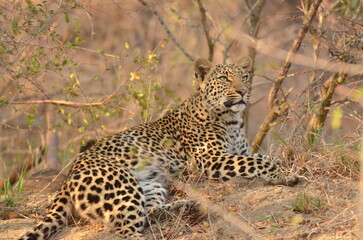 African Leopard Resting in Natural Habitat – Big Cat Wildlife on Safari in Savannah