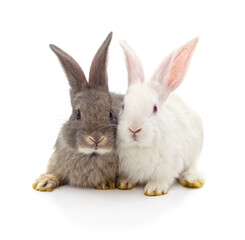 Two beautiful rabbits.