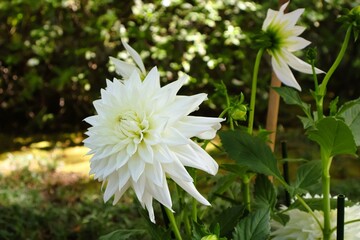 white dahlia flower