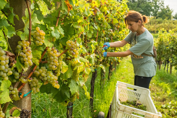 Wine harvest season scene in autumn