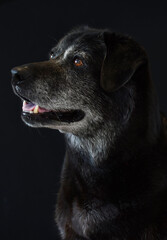 Close-up portrait of black gray Labrador dog on black background