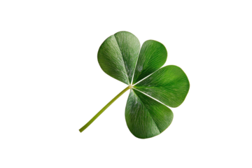 Unique three-leaf clover resting gracefully against a neutral background, showcasing its vibrant green color and intricate leaf structure