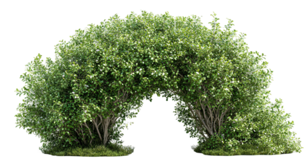Green Bush Archway with Lush Foliage and Vibrant Greenery