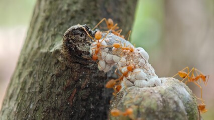Mealybugs and red ants on cocoa pod.