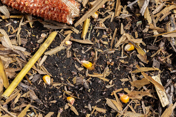 Corn kernels on ground after harvest. Kernel loss, harvest loss and combine harvester settings and maintenance concept. 