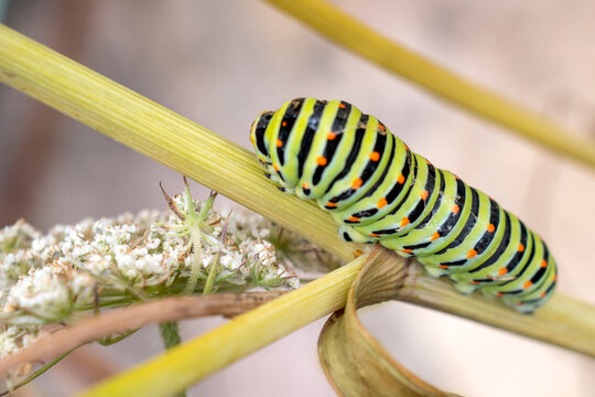 Green caterpillar