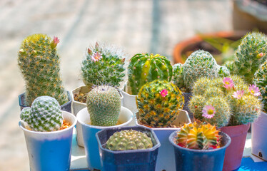 cactus in a pot,Beautiful cactus in bloom. Background, texture, advertising space.