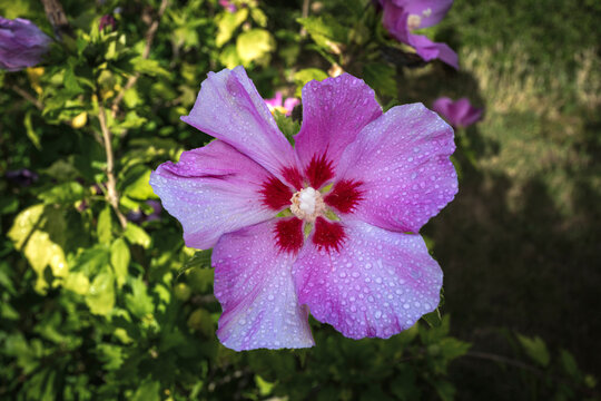 Tree mallow 'Rosso' - Hibiscus syriacus 'Rosso' 