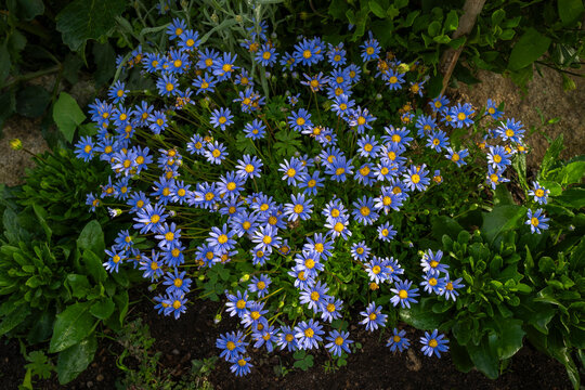 Blue daisy plan