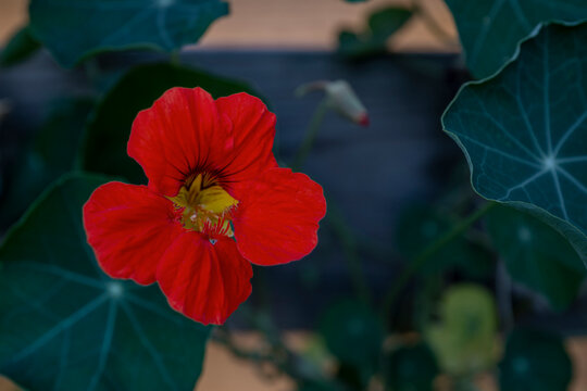 Fototapeta Nasturtium flower