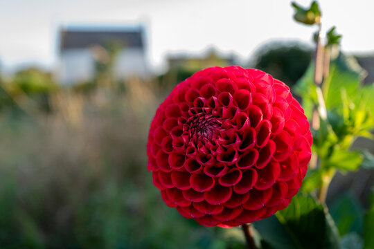 Dahlia Ball Cornel Macro