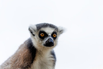 Fototapeta premium Low Angle Portrait of Ring-tailed Lemur with Intense Eyes