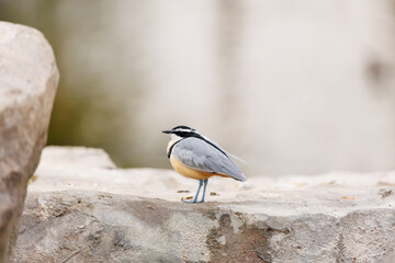 African Pitta on Rock Colorful African Bird in Natural Habitat