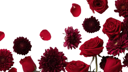 Red Roses and Chrysanthemums on Black Background