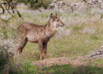 Side Profile of a Young Waterbuck in Open Terrain