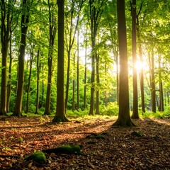 Obraz premium Lush forest at sunrise