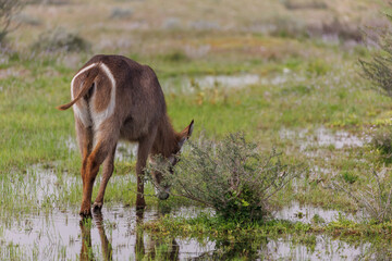 Waterbuck Grazing in Seasonal Wetland