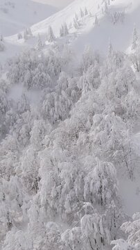 AERIAL: Three unrecognizable fit people explore the picturesque snow covered landscape during splitboarding trip. Flying above a group of tourists ski touring in untouched snowy mountains of Bohinj.