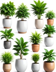 Obraz premium Twelve potted plants, studio shot, white background