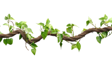 Isolated twisted wild liana vine with vibrant green leaves displayed against a transparent background for detailed examination and appreciation