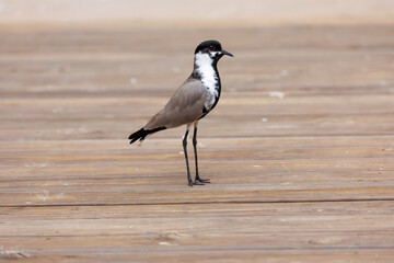 Spur-winged Lapwing Standing on Wooden Deck Striking Wader Bird Profile