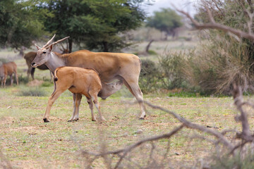 Eland Calf Nursing in Open Grassland