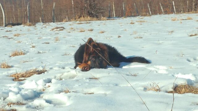 4K German Shepherd Puppy Resting in Snow, Sarajevo Mountains