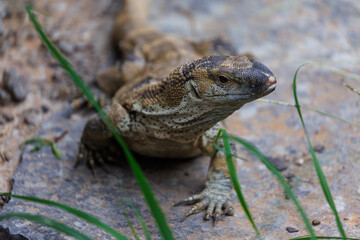 Savannah Monitor Alert in Rocky Terrain