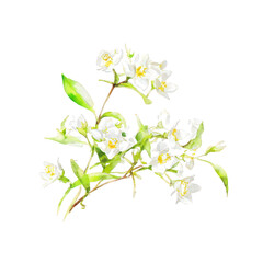 Fototapeta premium Elegant White Jasmine Flowers on Black Background Watercolor Illustration