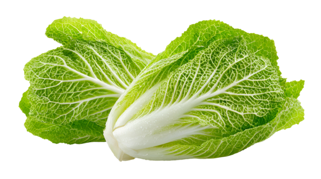 Fresh Green Napa Cabbage Isolated on Black Background