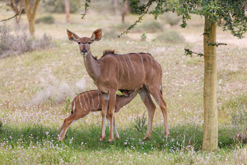 Kudu Mother Feeding Her Calf in Wild Meadow